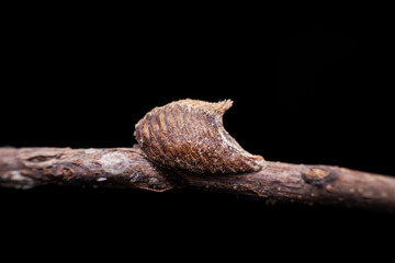 mantis Egg mass in the wild state