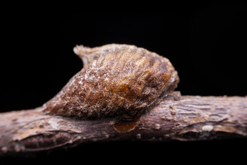 mantis Egg mass in the wild state