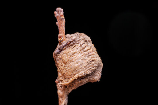 "Natural Enemies" Images – Browse 1,596 Stock Photos, Vectors, and