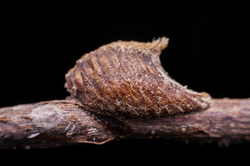 mantis Egg mass in the wild state
