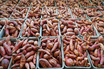 Stacking fresh sweet potatoes together