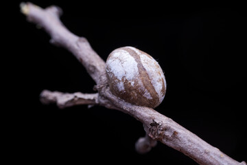 Limacodidae cocoon in the wild state