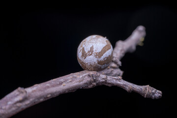 Limacodidae cocoon in the wild state