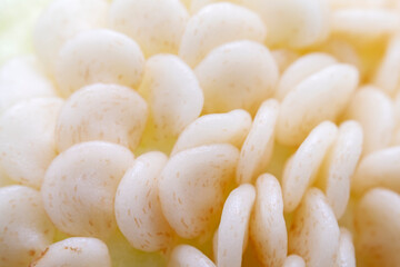 Macro photo of pepper seeds