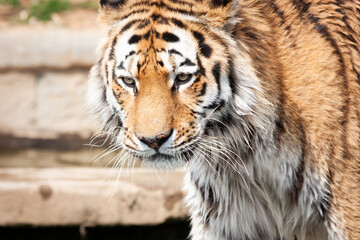 Walking tiger in outdoors. Wildlife animal portrait, nobody