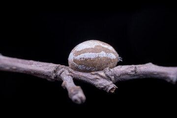 Limacodidae cocoon in the wild state