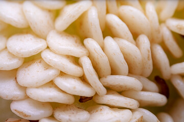 Macro photo of pepper seeds
