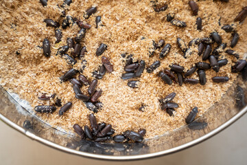 Mealworm in a breeding farm, North China