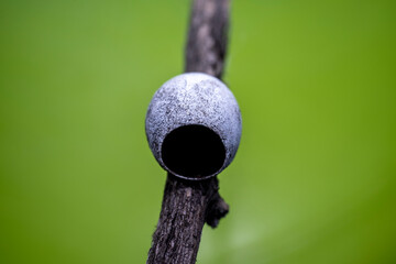 Limacodidae cocoon in the wild state