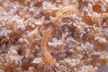 tenebrio molitor larva in a breeding farm