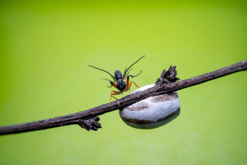 ichneumon flies on Limacodidae cocoon in the wild state