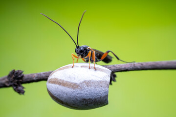ichneumon flies on Limacodidae cocoon in the wild state