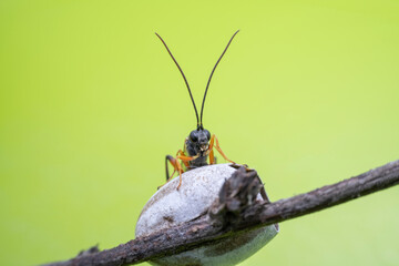 ichneumon flies on Limacodidae cocoon in the wild state