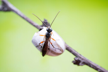 ichneumon flies on Limacodidae cocoon in the wild state