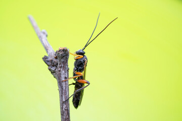 ichneumon flies in the wild state