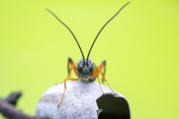ichneumon flies on Limacodidae cocoon in the wild state