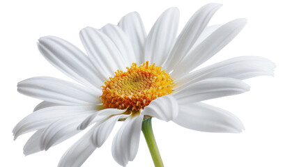 Fototapeta premium A pristine white daisy with delicate gold-edged petals, radiating innocence and purity against a spotless white background.
