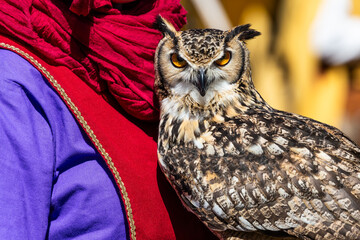 Owl looking to camera. Animal themes, majestic bird, day