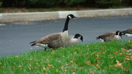 The wild goose having a rest on the grass land in autumn