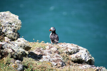A view of an Atlantic Puffin on Skomer Island