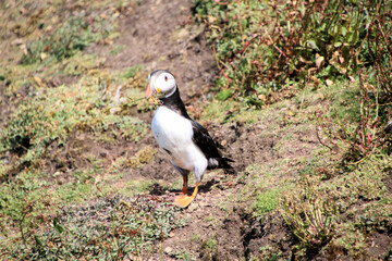 A view of an Atlantic Puffin on Skomer Island