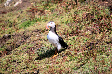 A view of an Atlantic Puffin on Skomer Island
