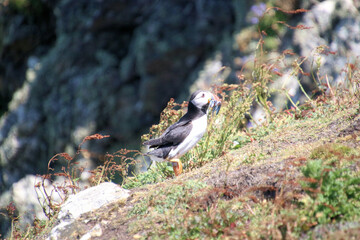 A view of an Atlantic Puffin on Skomer Island