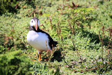 A view of an Atlantic Puffin on Skomer Island