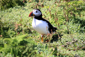 A view of an Atlantic Puffin on Skomer Island