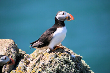 A view of an Atlantic Puffin on Skomer Island