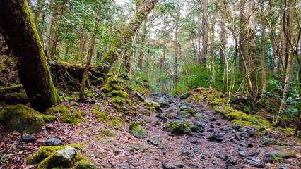 Aokigahara forest beautiful views, trees and moss Kawagutiko lake Japan