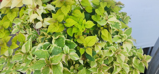 The leaves of Paper flower, Bougainvillea have white or light yellow margins. Width to oval shape,...