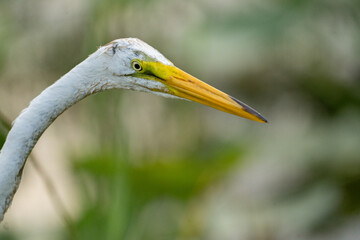 Great Egret in Everglades National Park