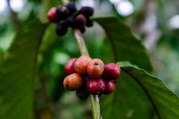 Coffee beans on the plant