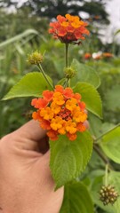 orange flower in hand