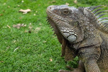 Face of an iguana