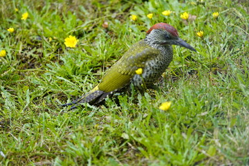 European Green Woodpecker foraging for food (ants) (Picus viridis) Picidae family. Hanover, Germany.

