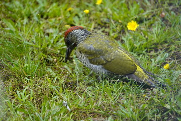 European Green Woodpecker foraging for food (ants) (Picus viridis) Picidae family. Hanover, Germany.

