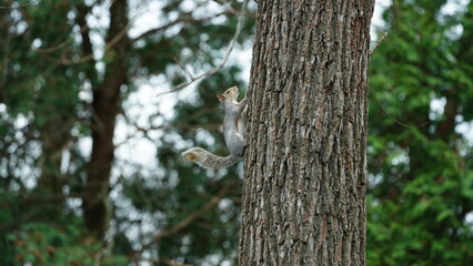 One cute squirrel climbing on the tree in spring 
