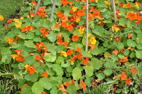 Capucines au jardin en &eacute;t&eacute;