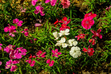 Городские цветы