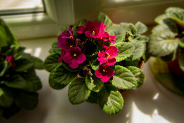 Комнатные цветы