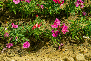 Городские цветы