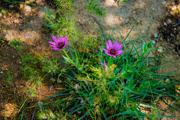 Степные цветы