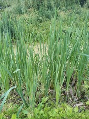 Typha latifolia. edible plant