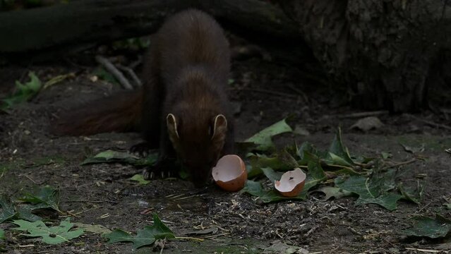 European pine marten (Martes martes) eating egg yolk / yoke from broken chicken egg and running away
