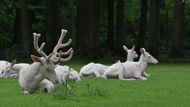 Leucistic red deer (Cervus elaphus), white morph stag with hinds resting at forest edge with antlers covered in velvet in late spring