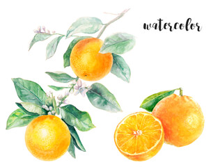 Watercolor Illustration of Oranges with Leaves, capturing the beauty of citrus fruits