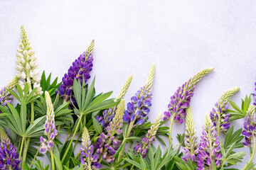 Naklejka premium Lupine flowers. Purple pink buds plant. Petal floral background. Lupinus wild flower