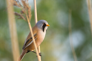 Bearded reedling spring time
